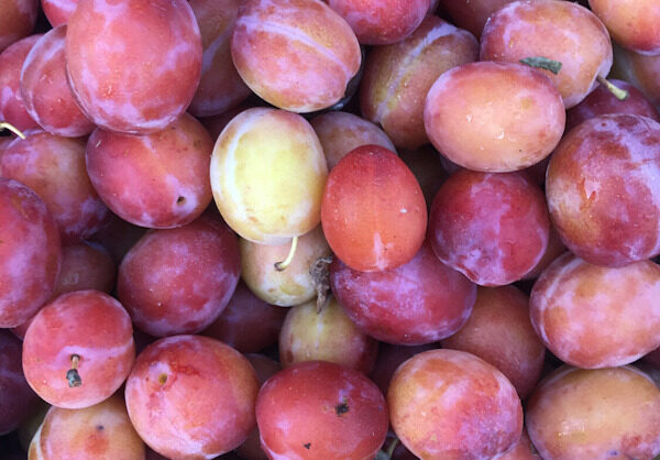 English Plums