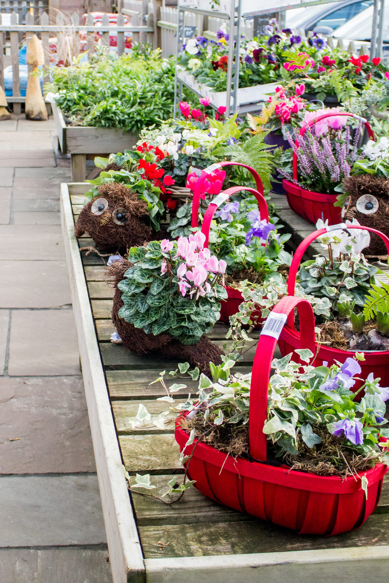 Plants-Flower_pot_display