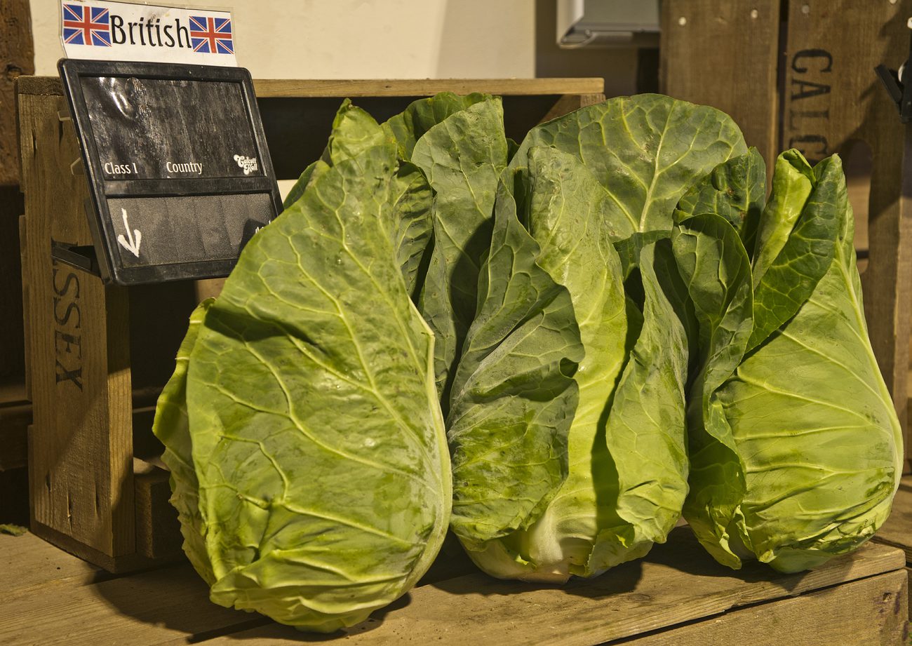 FRV-Homegrown_pointed_cabbage.jpg